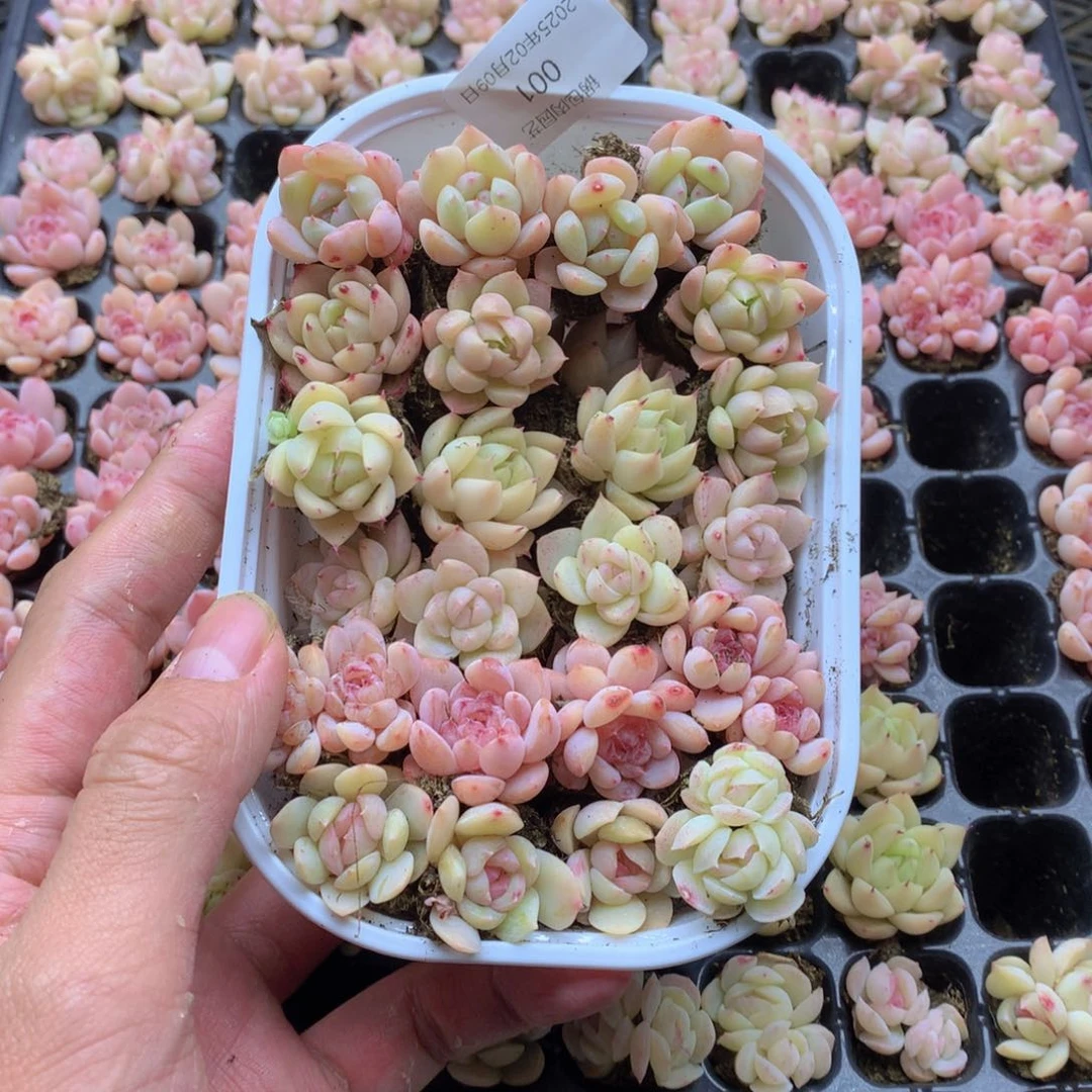 反反复复还是很开心的001