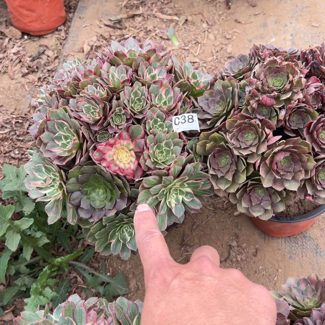 383两颗组合多肉植物法师