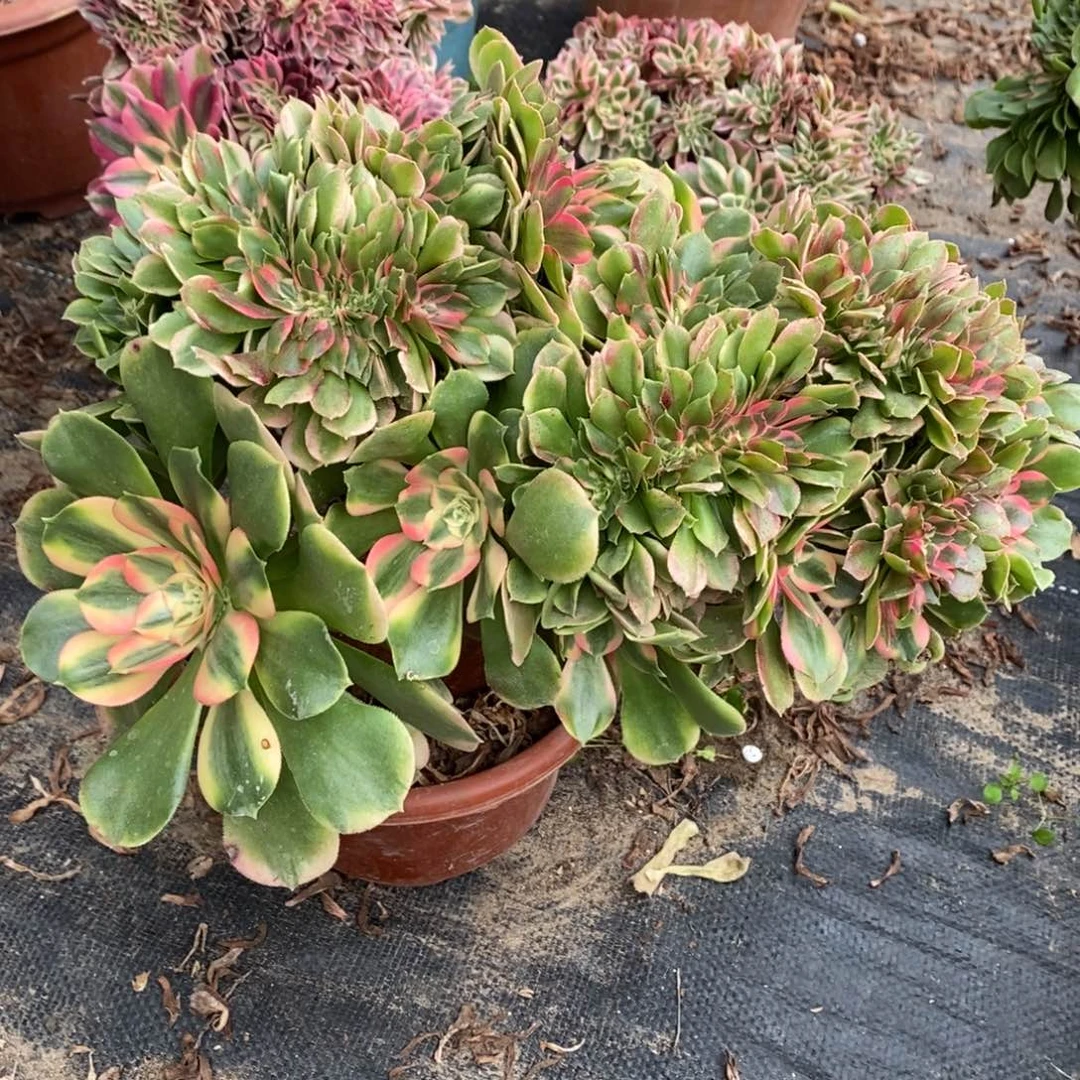 香妃缀化1颗多肉10599号