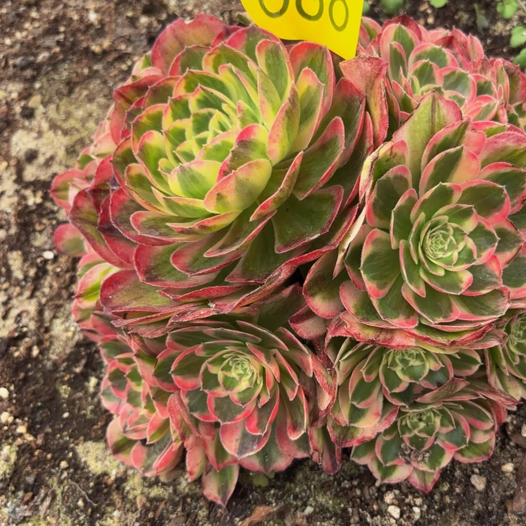 哈哈多肉葡萄福利688