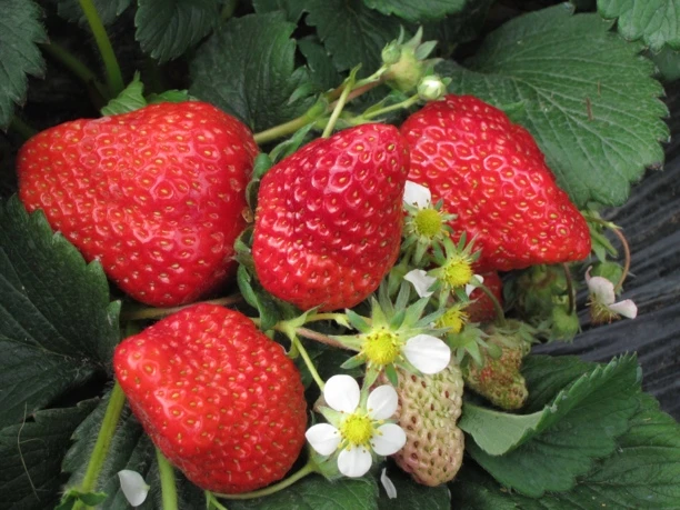 四川大凉山露天草莓