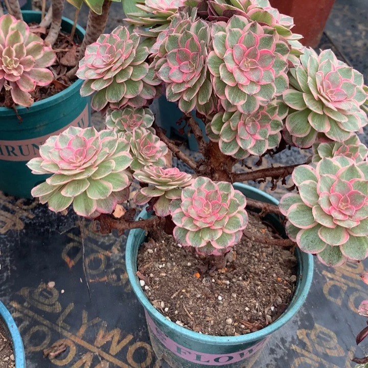 735莲花座多肉植物特价