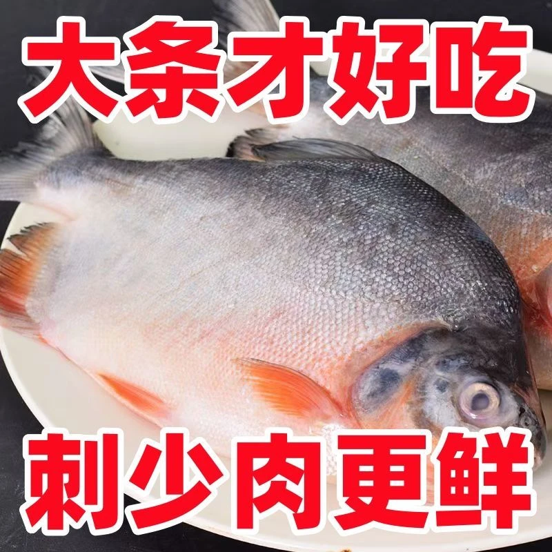 红鲳鱼鲜活速冻肉厚刺少营养鲜美大条特大冰鲜新鲜儿童老人孩子