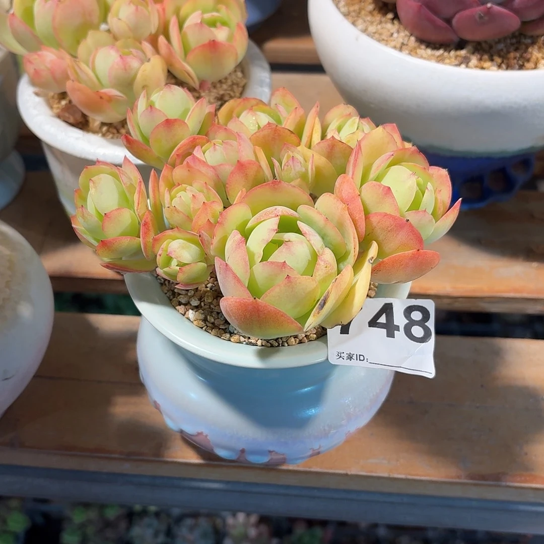 ****y鸡蛋碧桃多肉带盆发货748