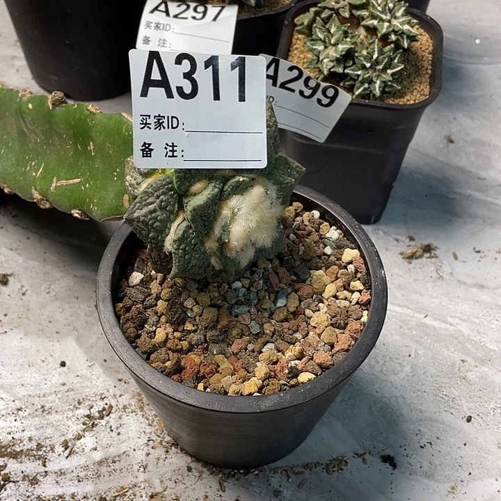 完全开放311怒涛蜜尤