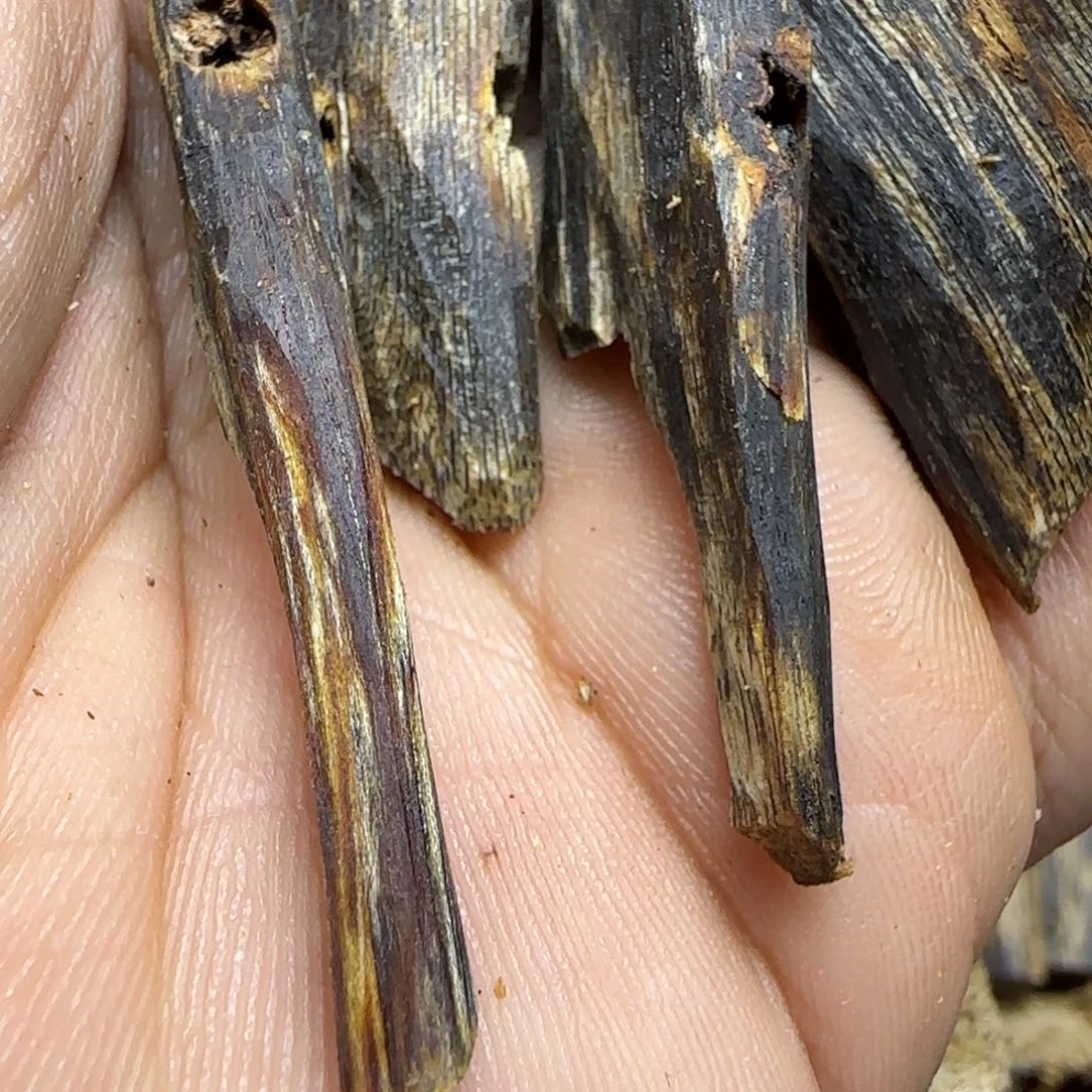 水***木沉香沉香碎屑高油沉香