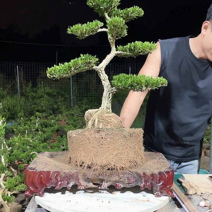 完全开放@****`黄杨盆景