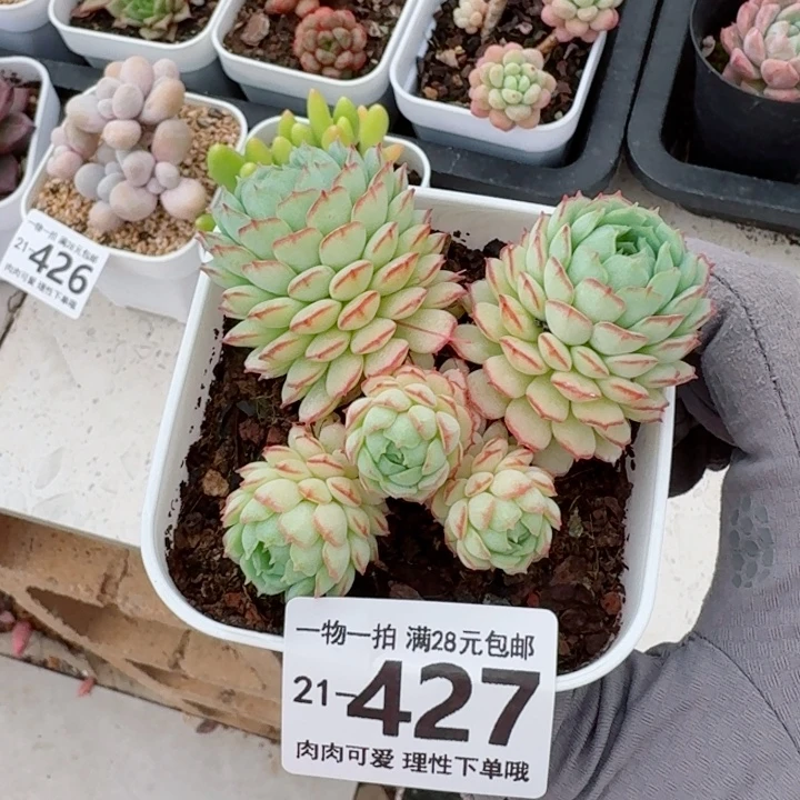 小红船无盆土发货无盆土发货无