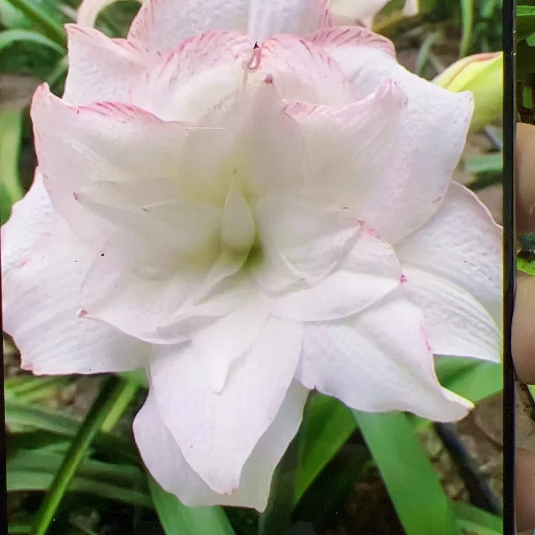 朱顶红重另类4.5cm+
