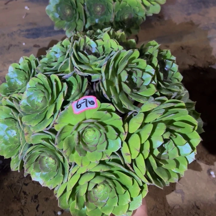 万拉日微瑕多肉植物6-70