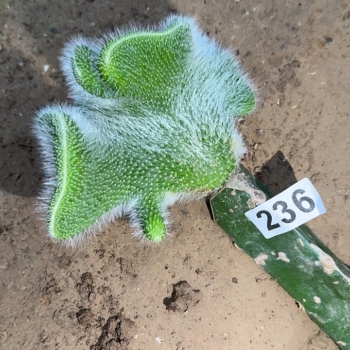 L***沫无花朵福利九尾狐缀236