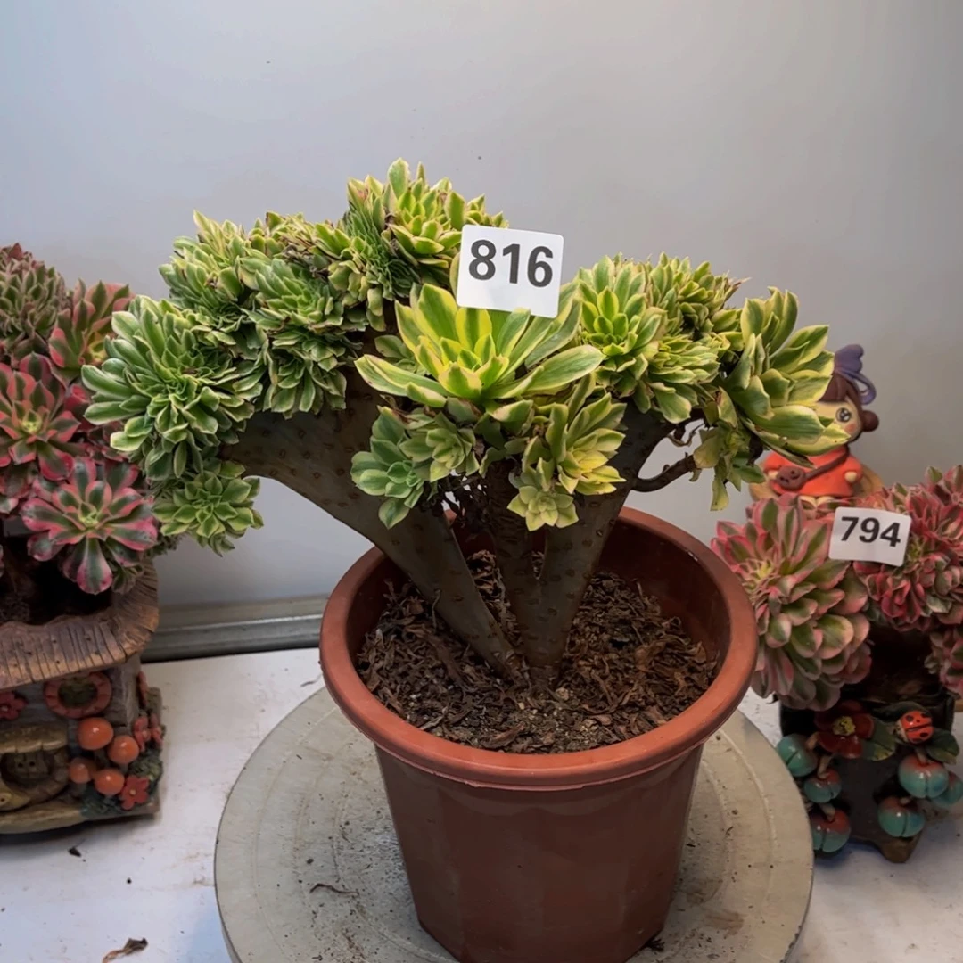 多肉植物碧玉缀816