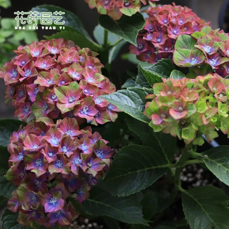 花莳家花莳园艺 5加仑【魔幻城堡】绣球花苗好养绣球植物地栽盆栽