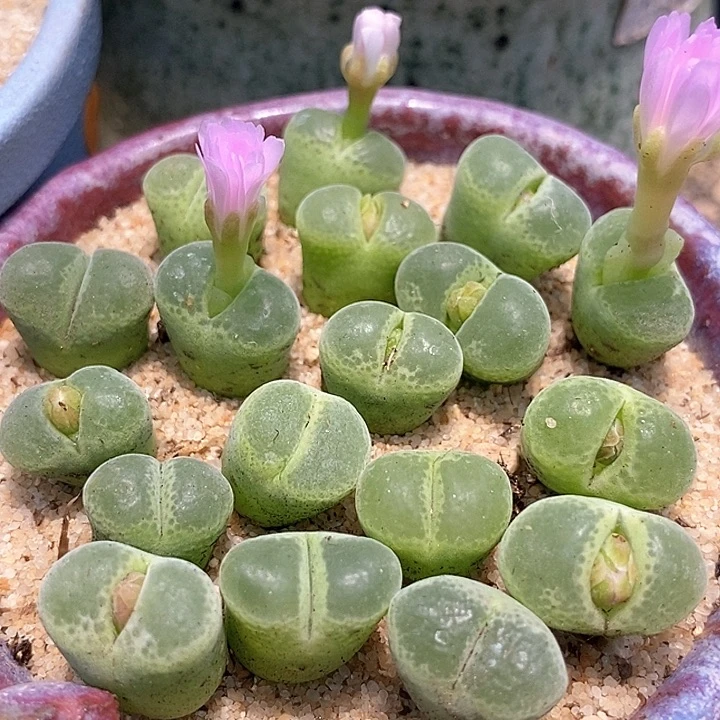 胖虎风铃一颗