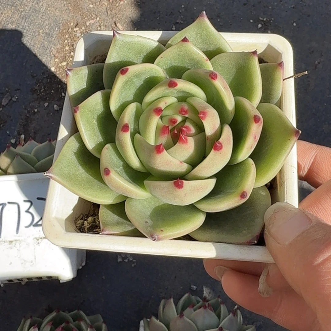 蓝龙单头多肉植物