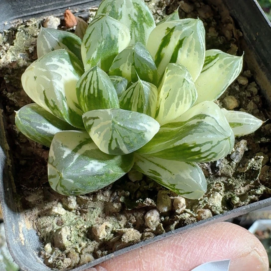 714苏州玉露锦脱土发货