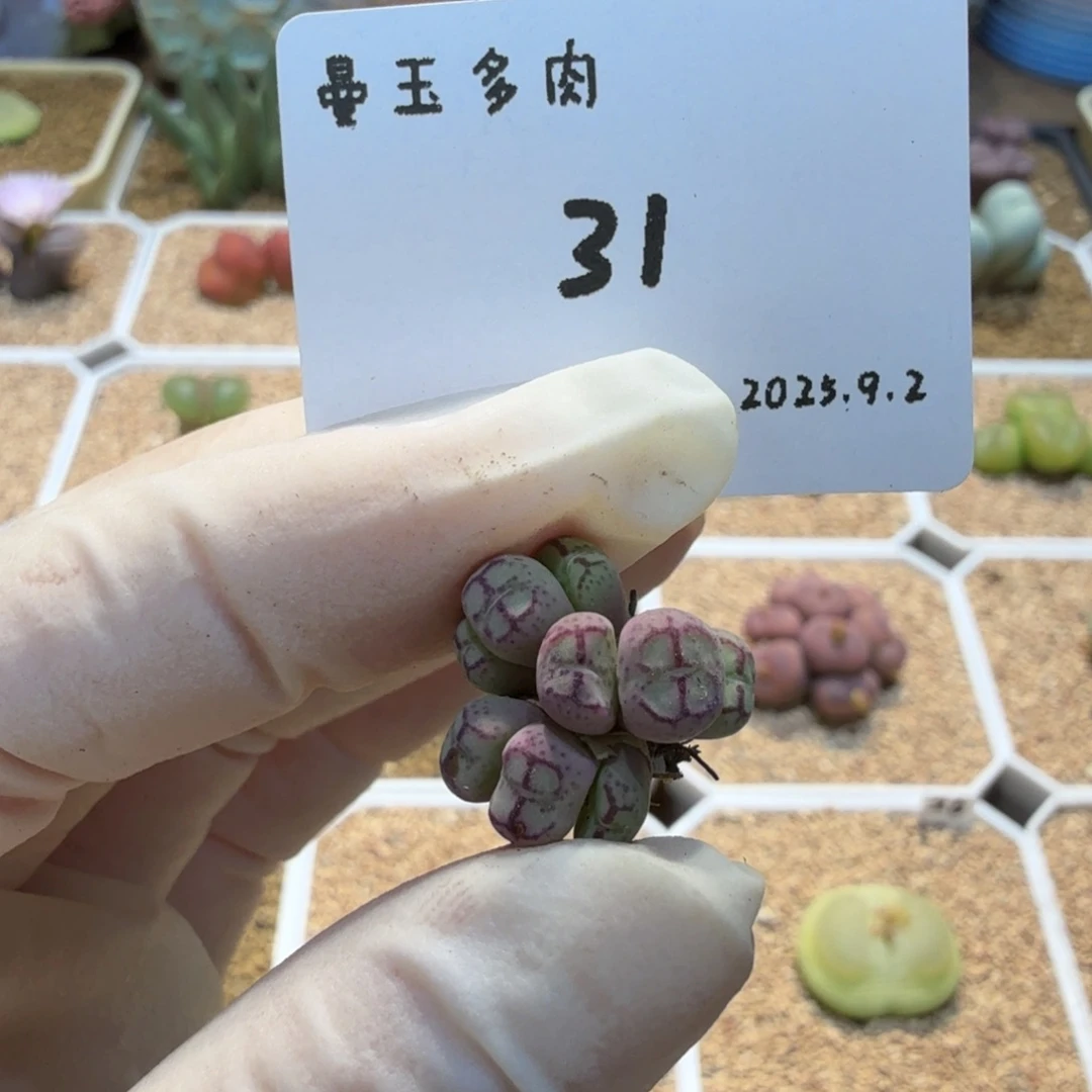 雪****多肉多肉多肉9.2-031