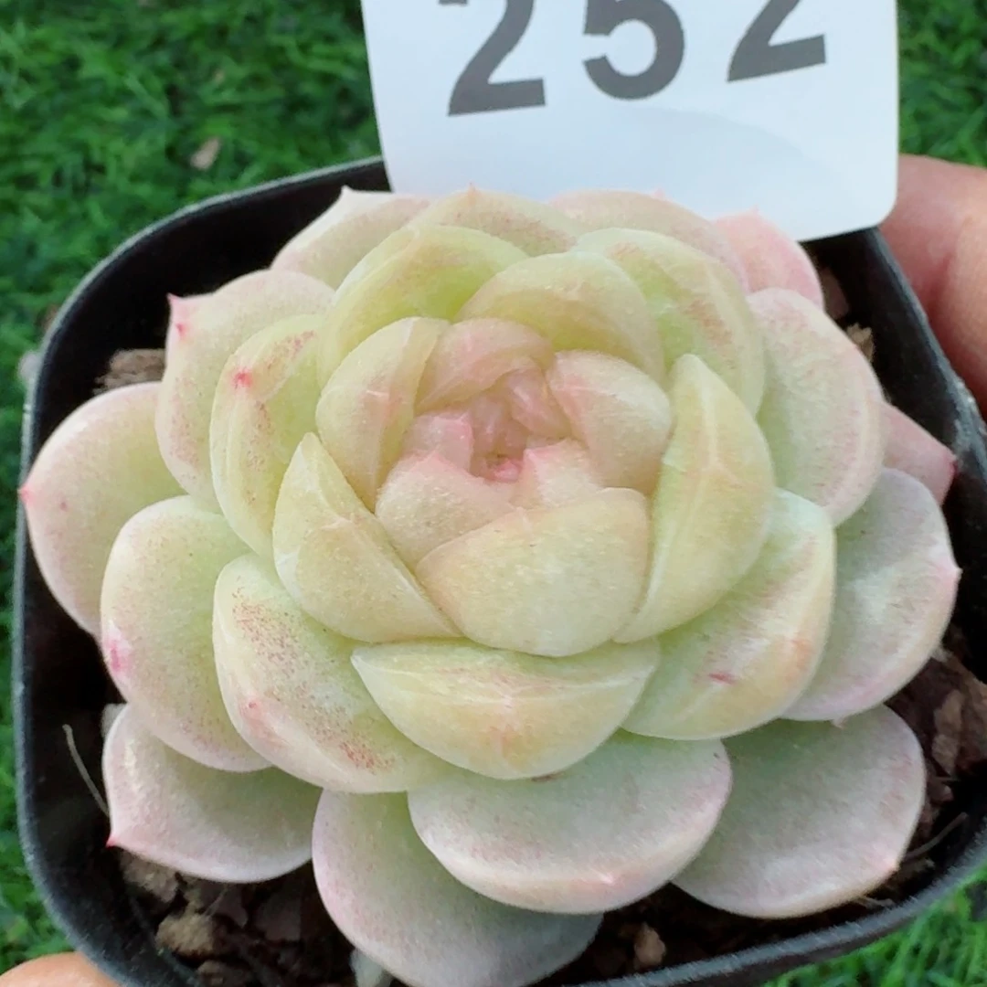 白体珍妮         精品多肉