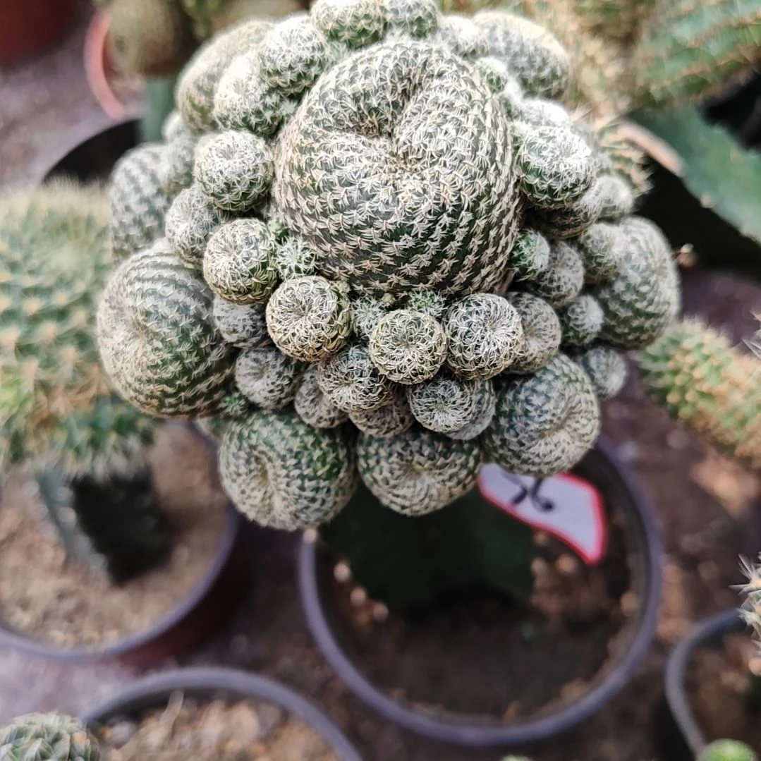 黄花红边大群头柱瘦76
