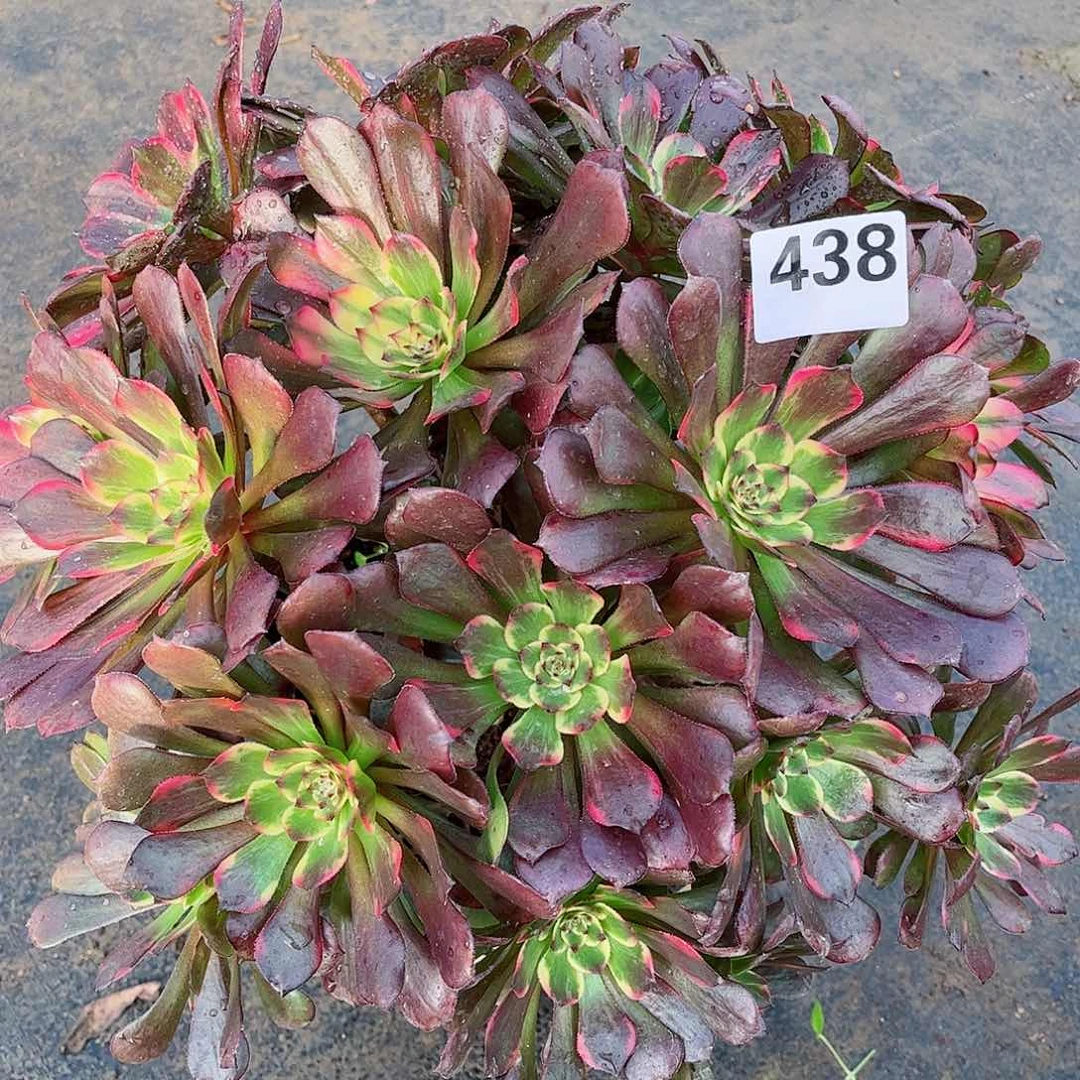 无花朵多肉植物438