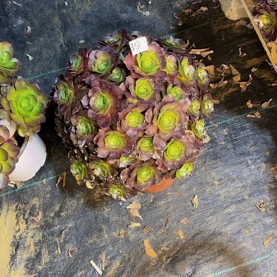 魅金玫瑰法师39999