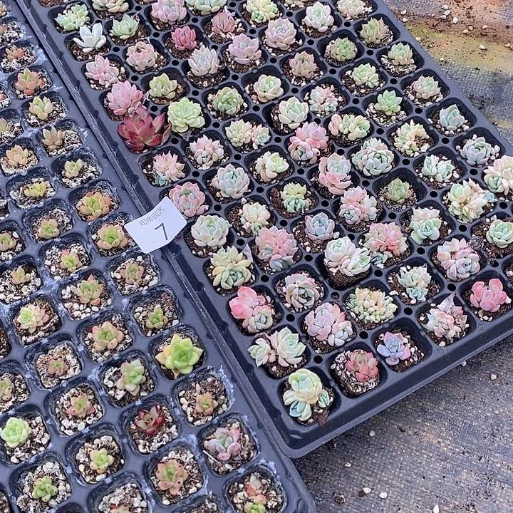 7 微瑕疵不售后多肉植物盆栽花卉