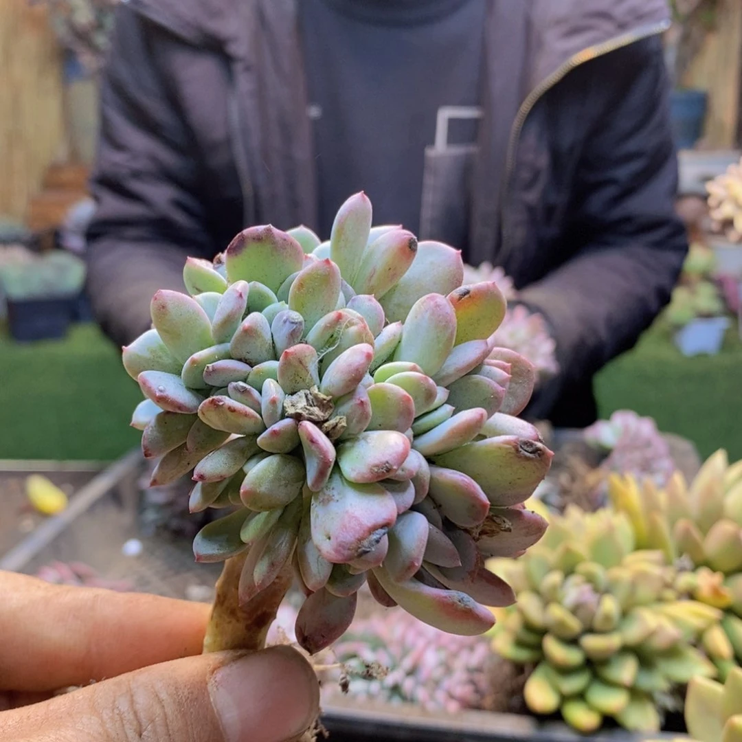 终*你H186号玛瑙缀多肉