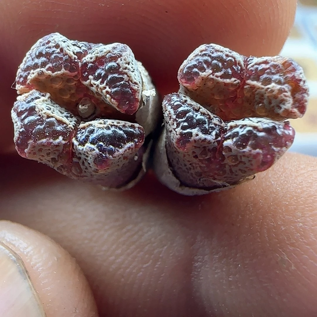 开播福利来啦44635