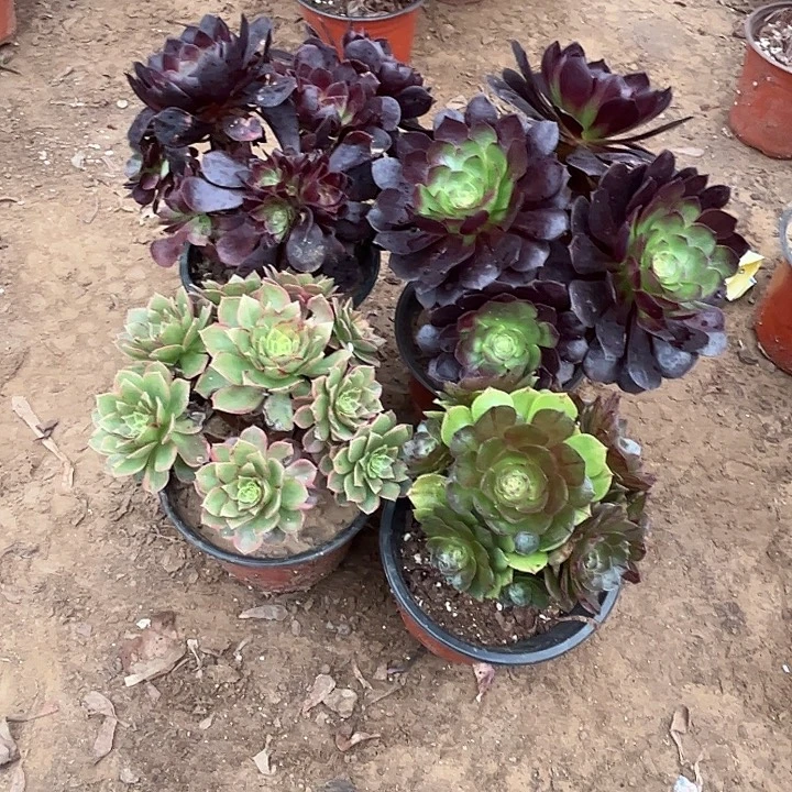 162多肉植物瑕疵特价，