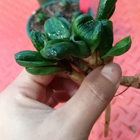 特色花卉君子兰小苗君