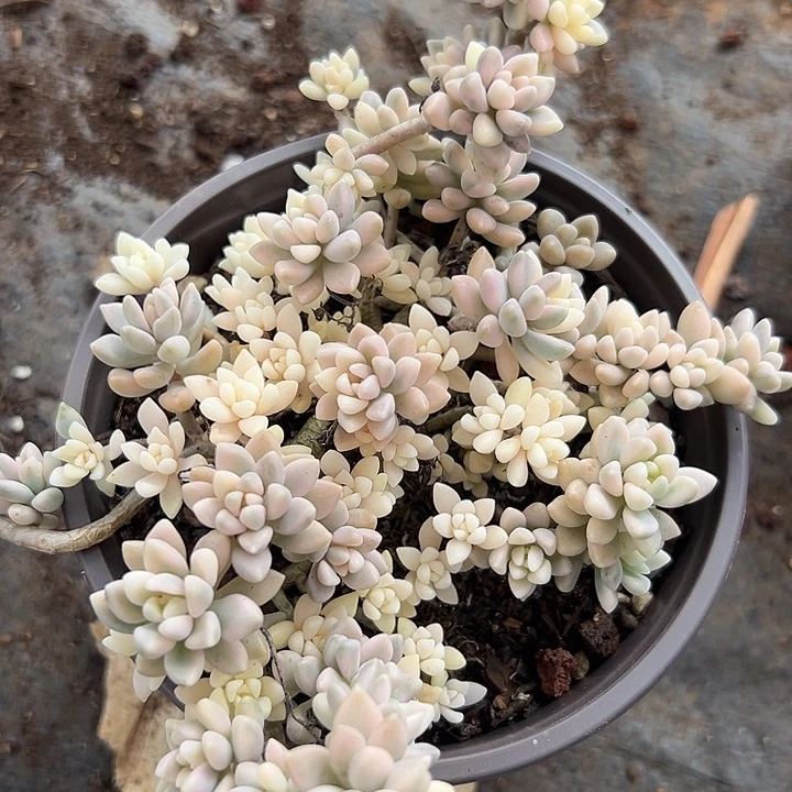 无花朵丸叶姬秋丽锦。