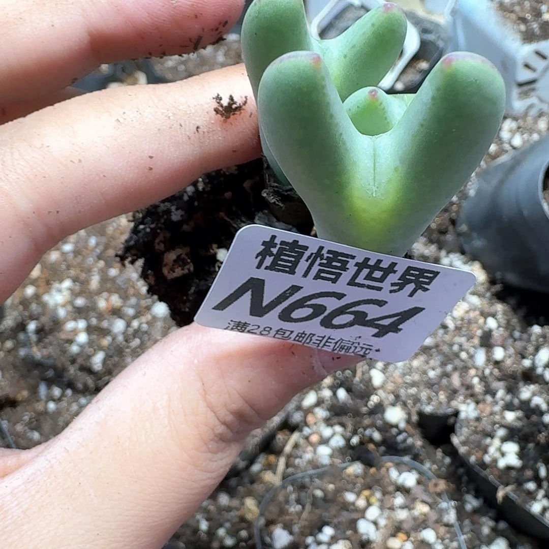 多肉植物的润泽姑姑