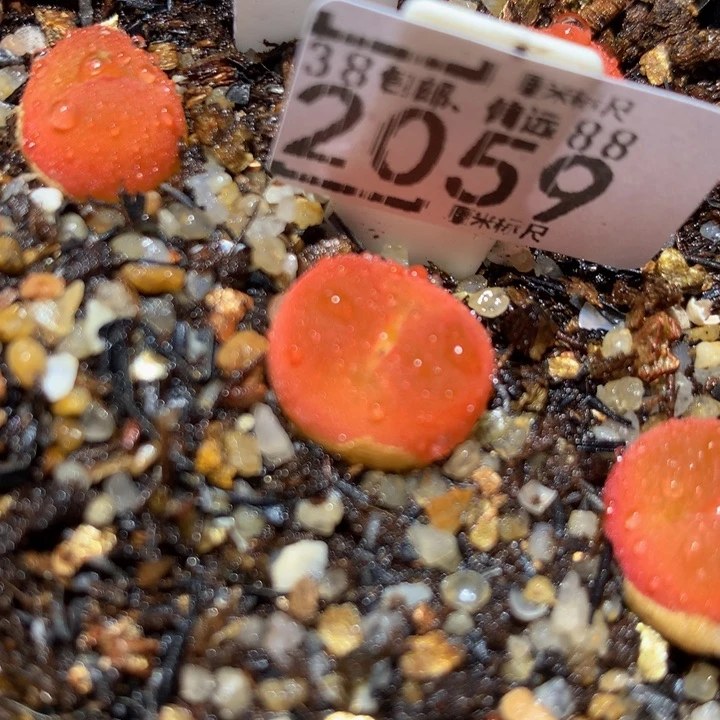 波***蜜儿童节快乐生石花2059