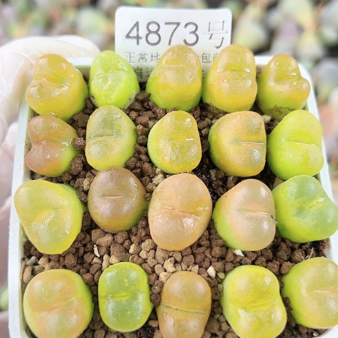 4873五年彩毛毛20个1.5cm左右脱土发
