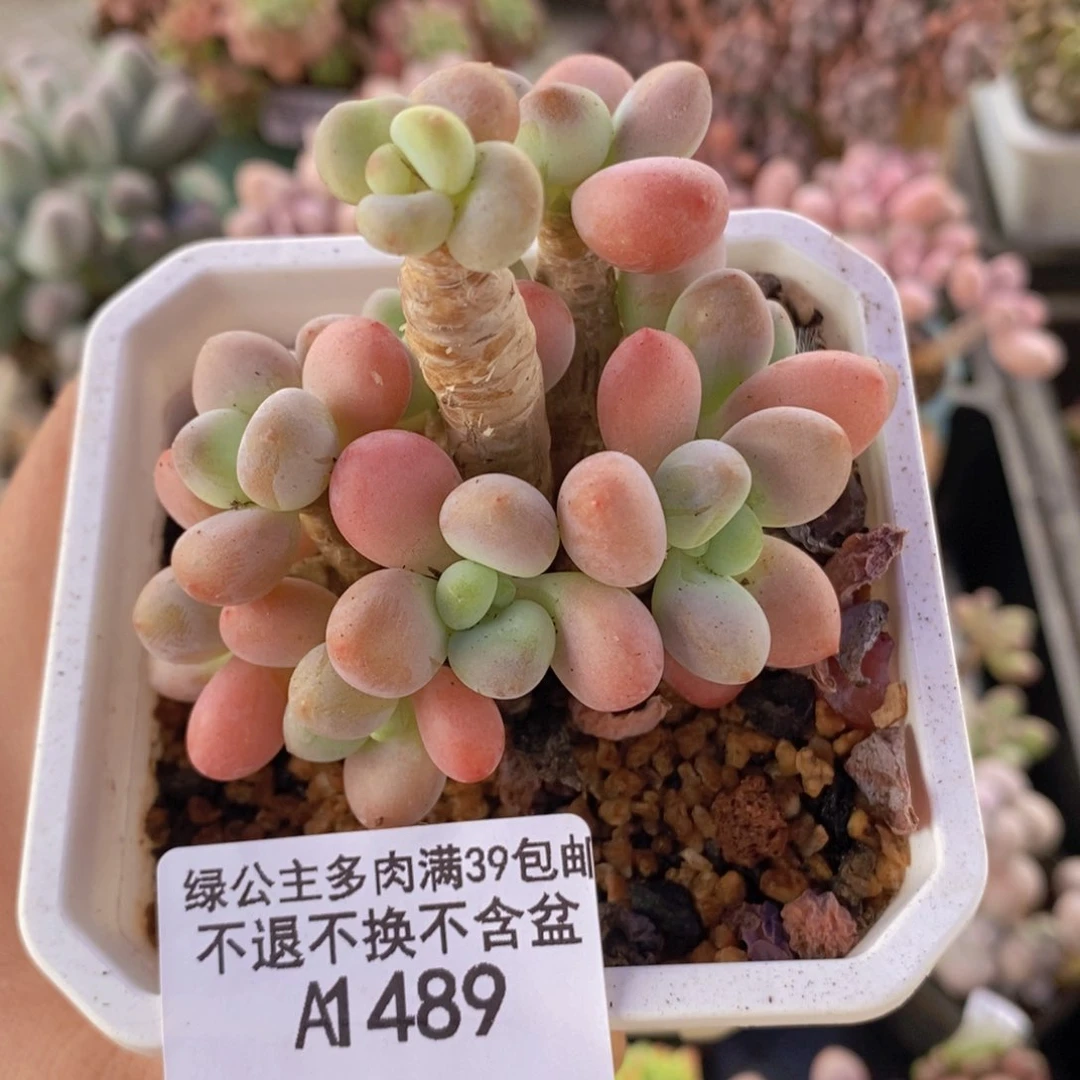 香水洛神老桩7cm489多肉植物