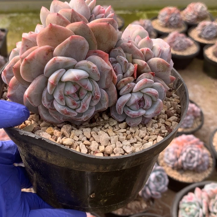 无花朵哈哈哈哈哈哈哈哈哈49