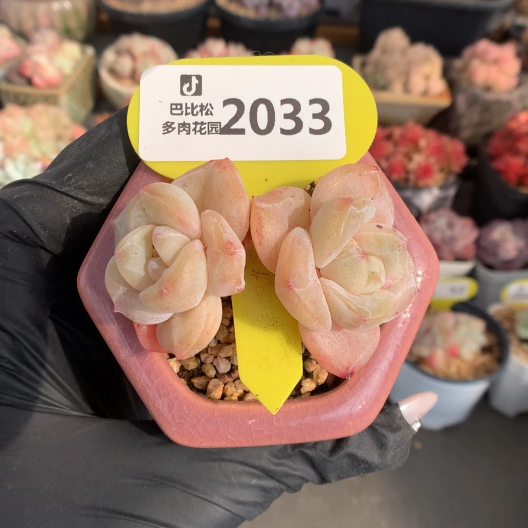 2033 赞赞福利多肉