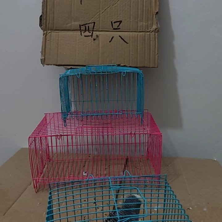 萍***峰虎皮鹦鹉大头鹦鹉鹦鹉鹦鹉2只