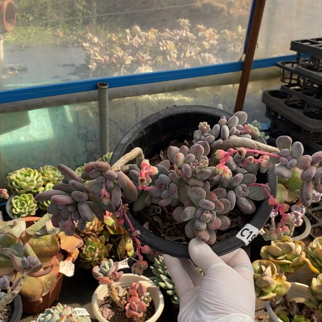 19974苹果奶酪一物一拍