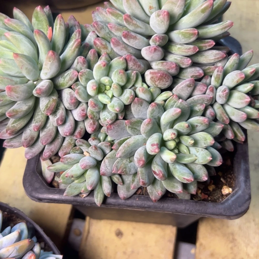 一****?美人杂，一物一拍