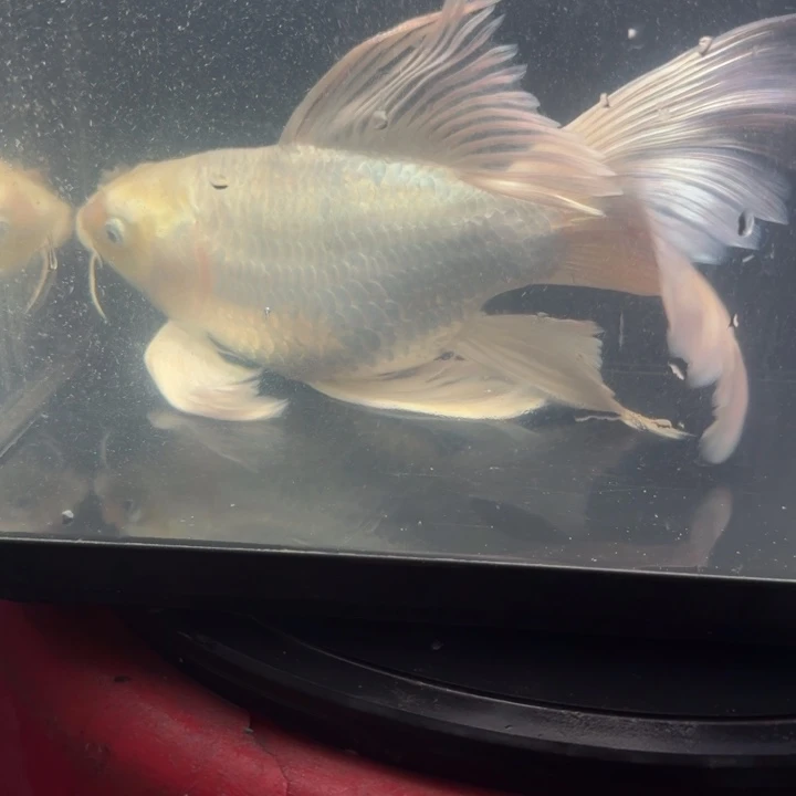 邓***收蝴蝶鲤鱼蝴蝶鲤90瑕疵