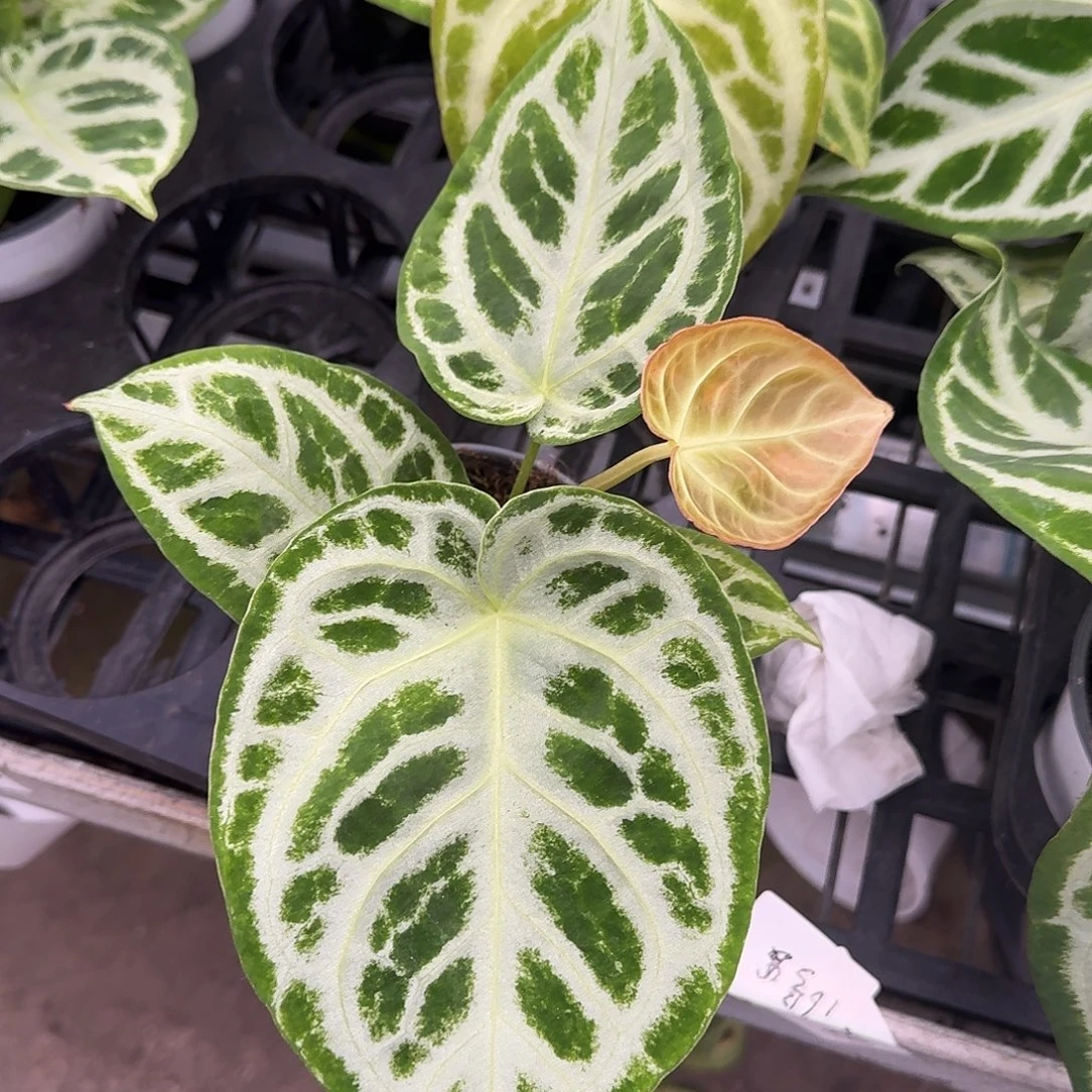 完全开放Y131银刷子福利