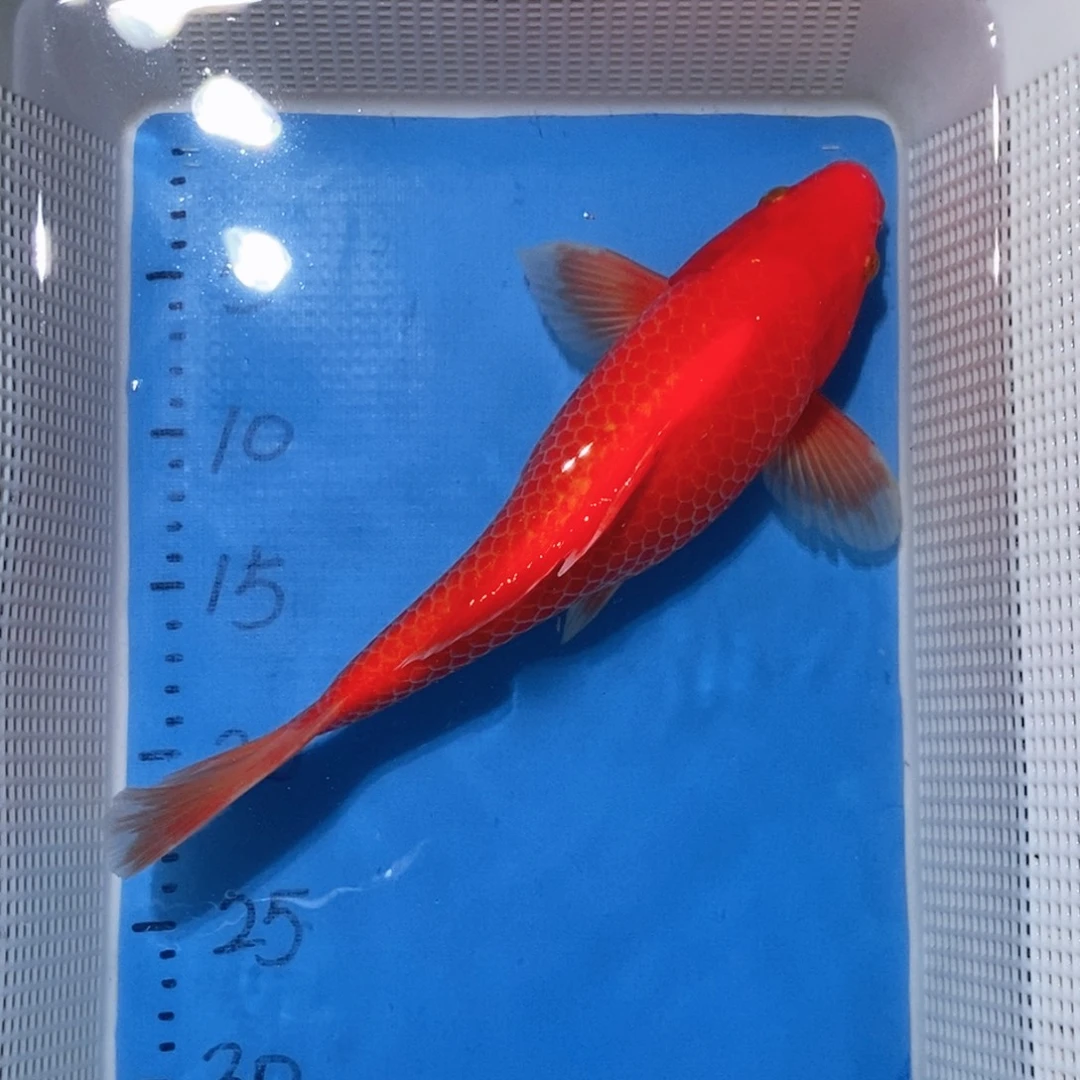 锦鲤锦鲤包邮包售后