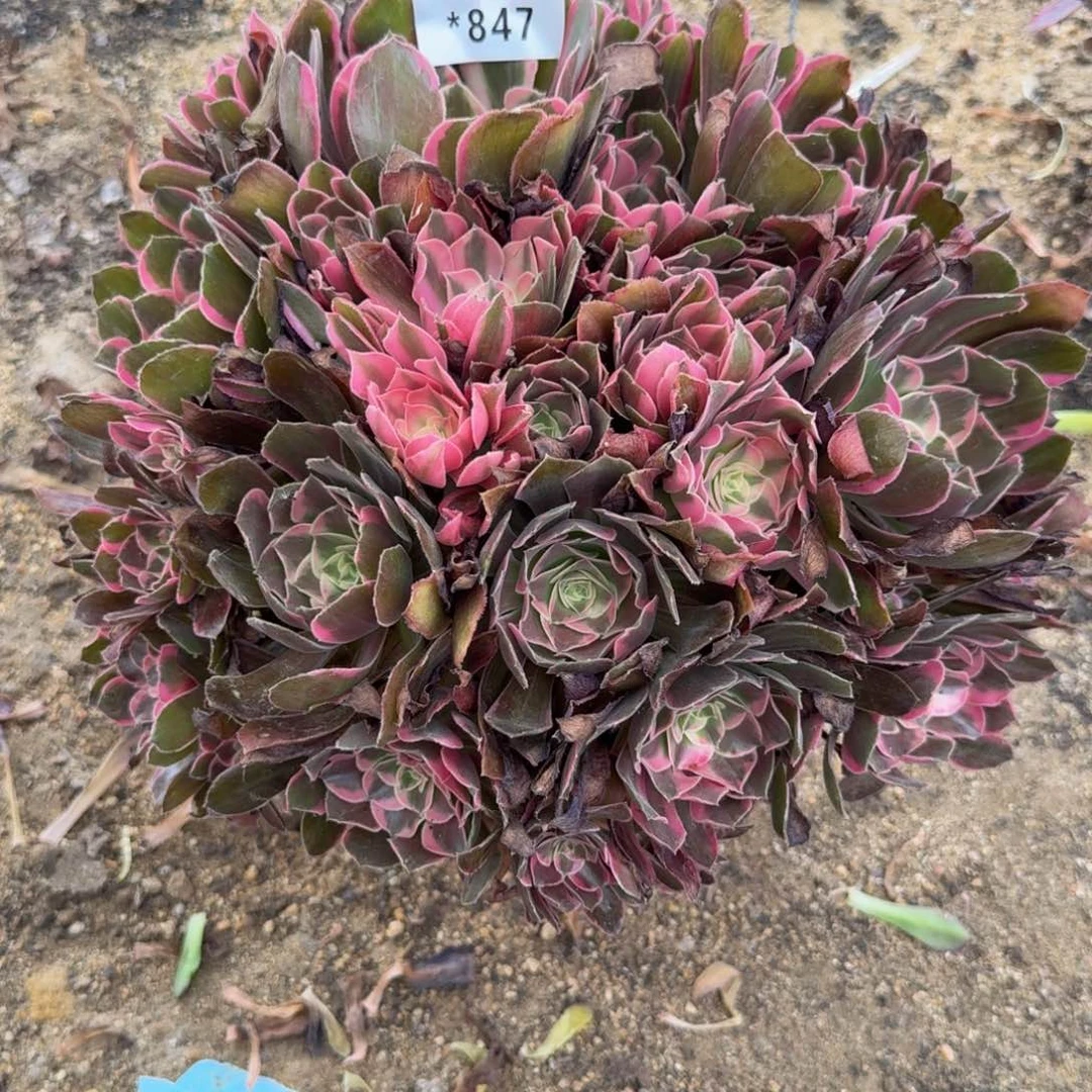 y***8847男神到秋天上白盆