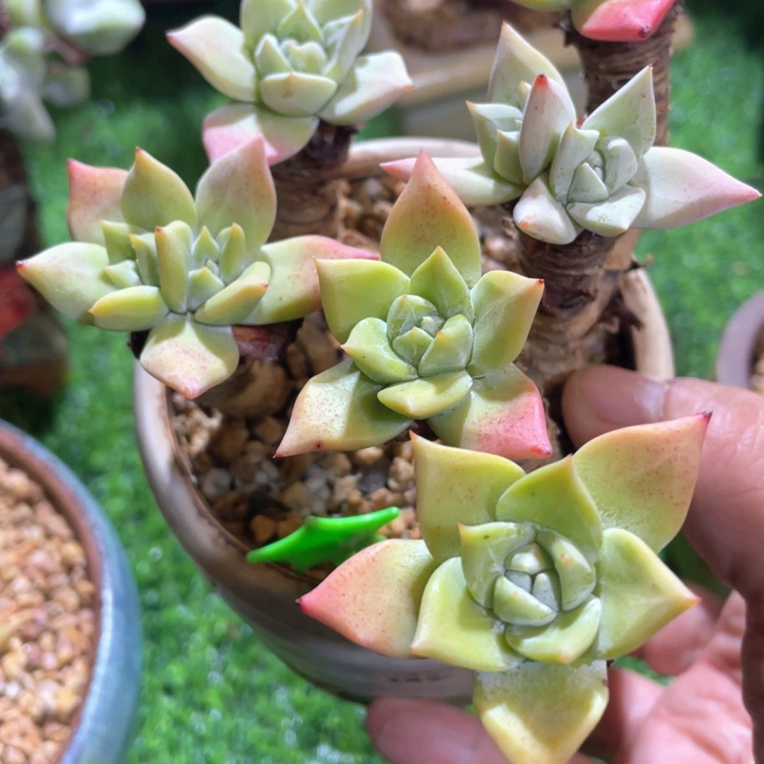 野生苹果叶群生福利