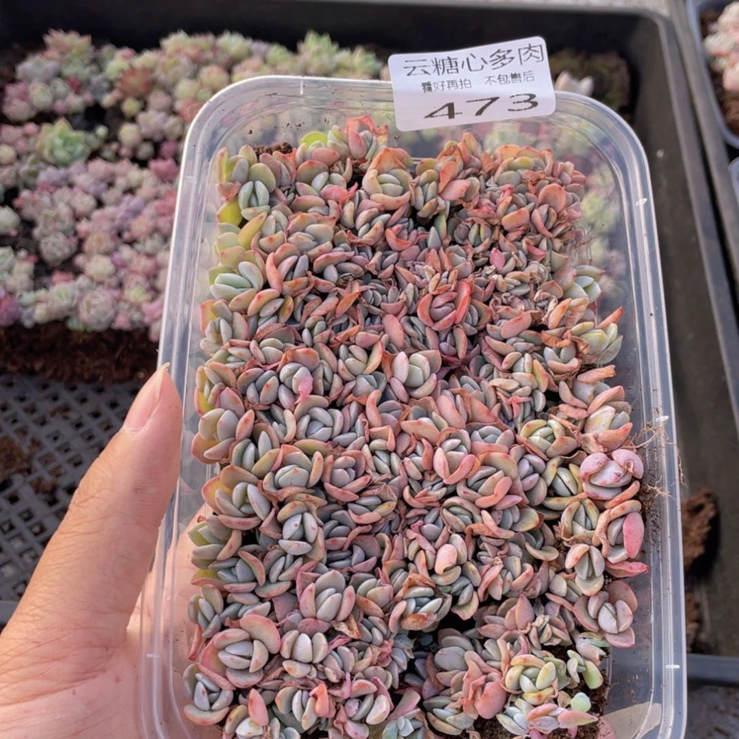 云糖心多肉植物473