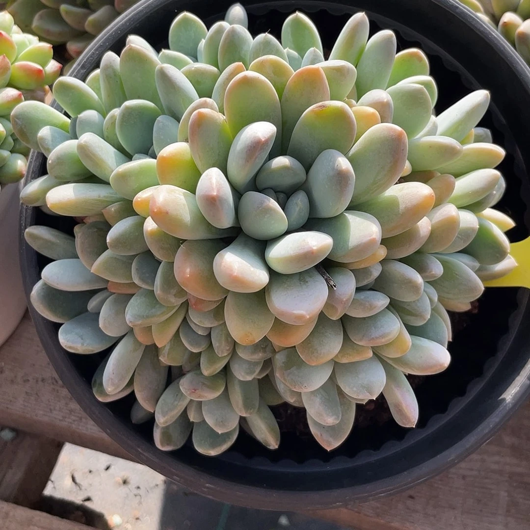 香玉多肉植物群生219