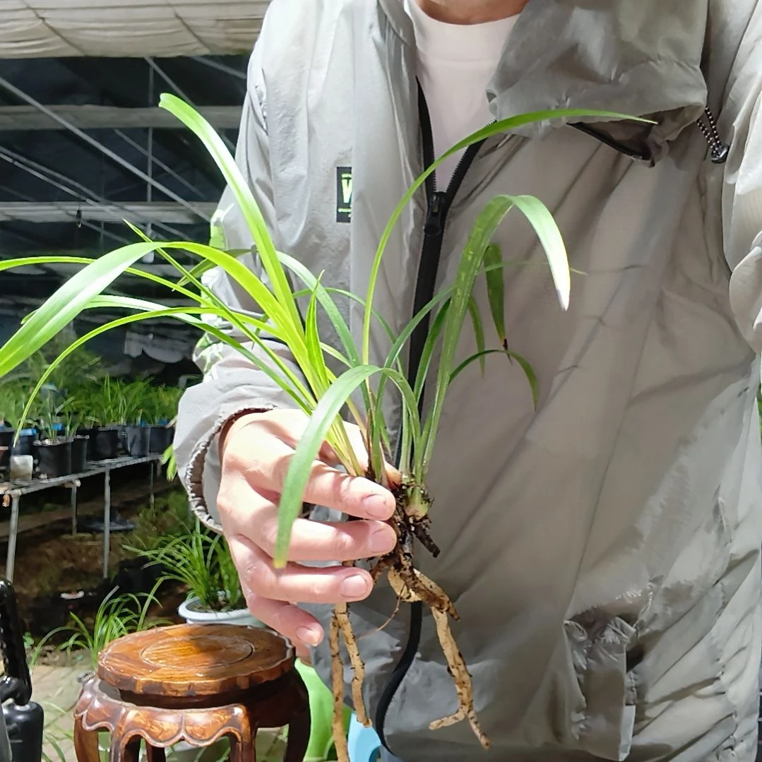 独***生无花朵红猫蕊蝶建兰