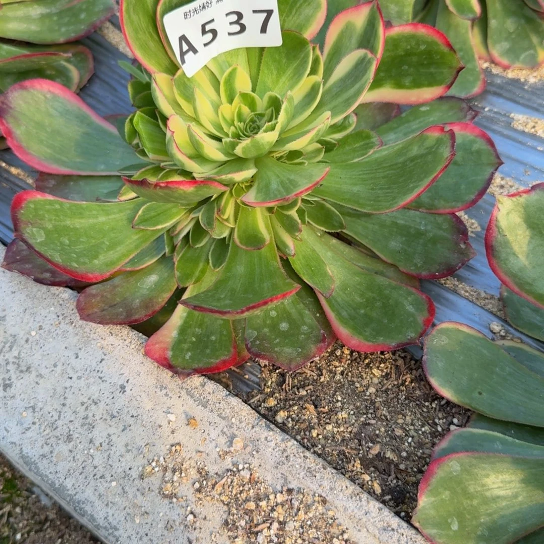 537粉花妖 多肉植物