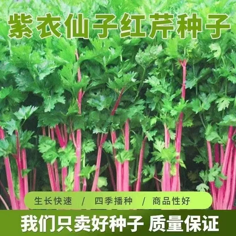 （畅销款）*紫玉香芹种子红芹菜种籽盆栽蔬菜阳台籽梅红野菜蔬菜种